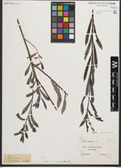 Foto von Salix purpurea L.